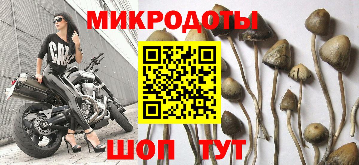 Псилоцибиновые грибы Psilocybine cubensis Ахтубинск